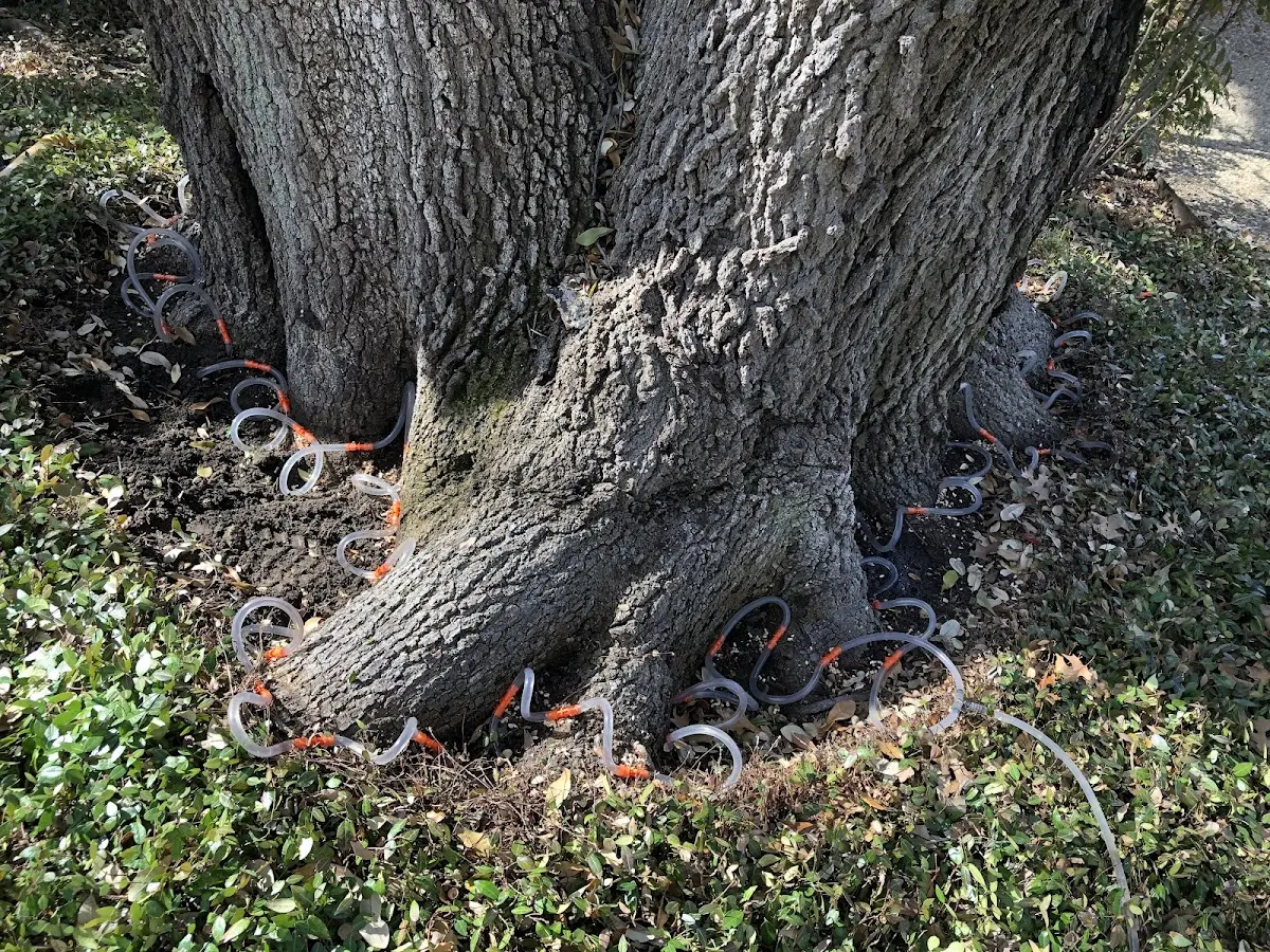 Detailed Tree Cabling and Bracing job site in Tyndall