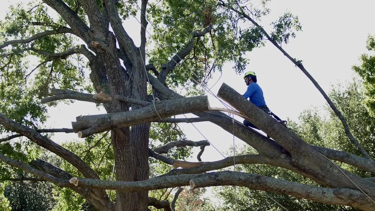 Professional Hazardous Tree Removal performed by certified arborists in Tyndall